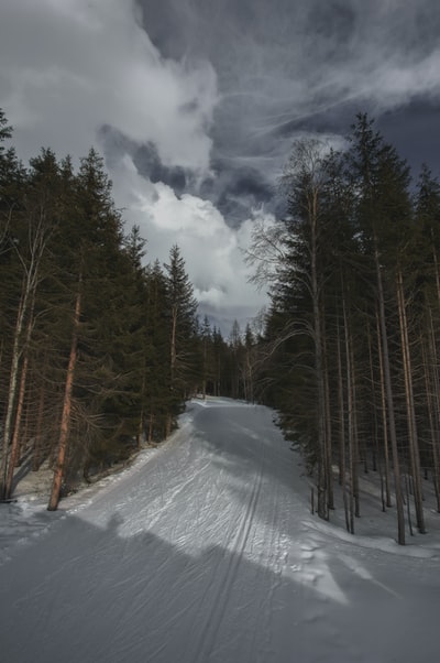 积雪覆盖着道路和路边的树木